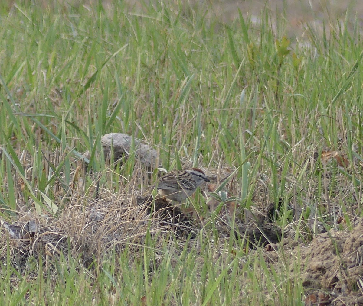 Chipping Sparrow - ML569536231