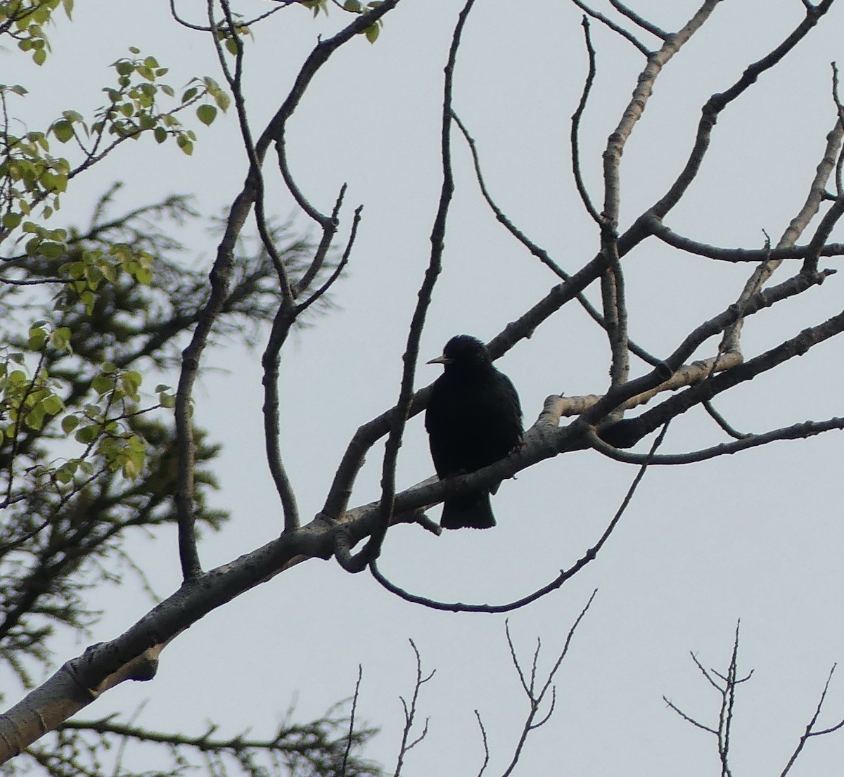 European Starling - ML569536531