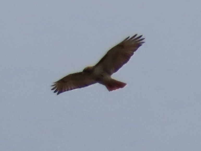 Red-tailed Hawk - ML569536821