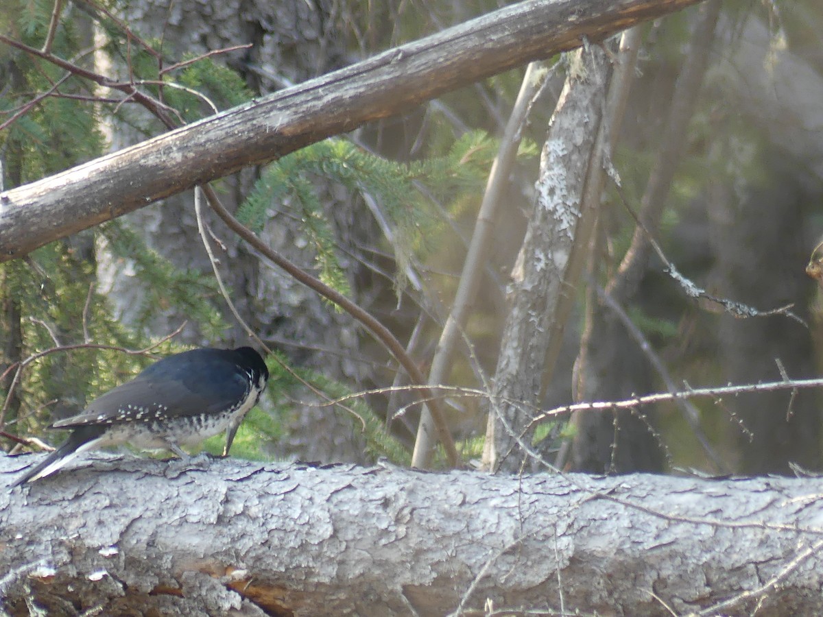 Black-backed Woodpecker - ML569536871