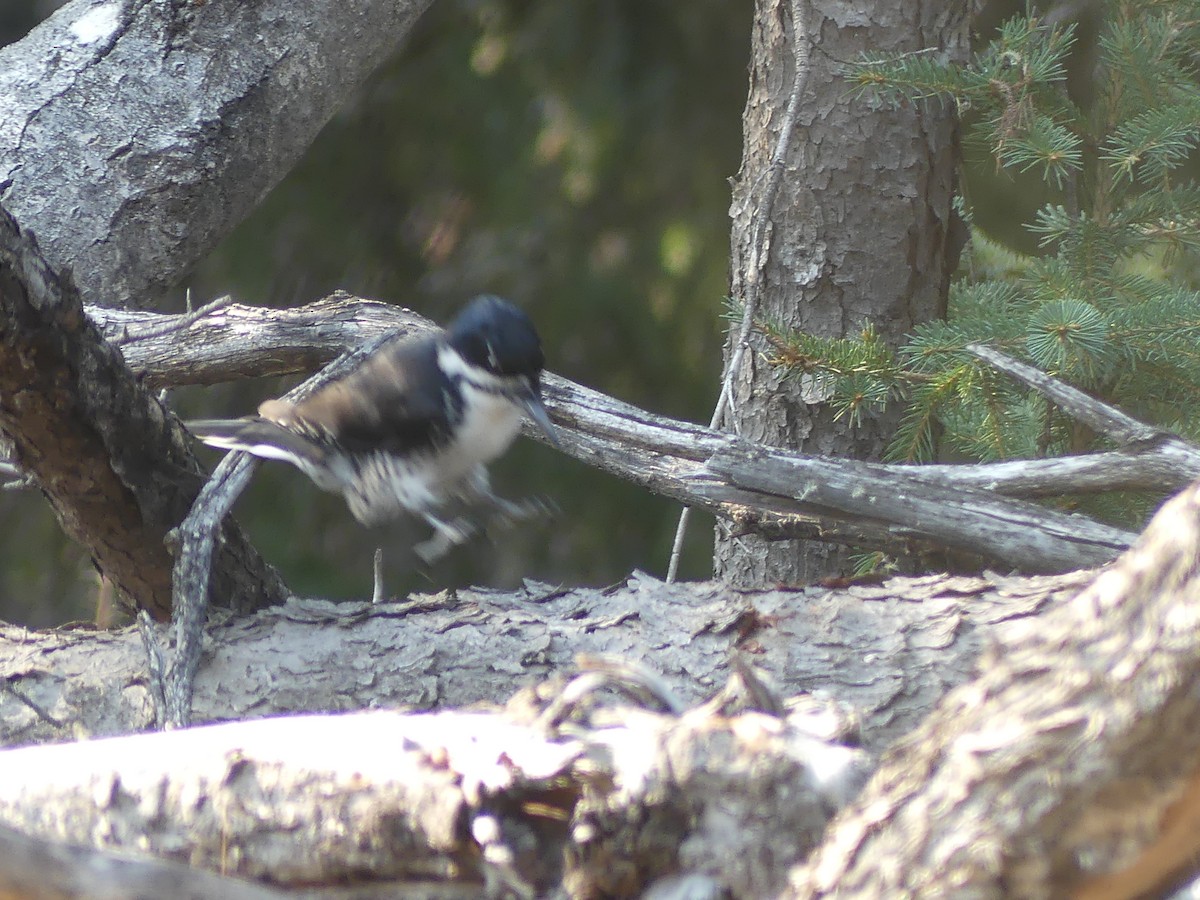 Black-backed Woodpecker - ML569537041