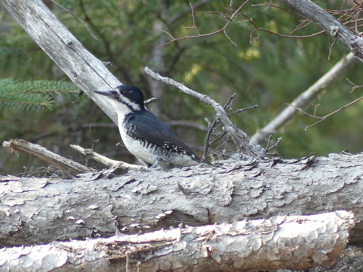 Black-backed Woodpecker - ML569537351