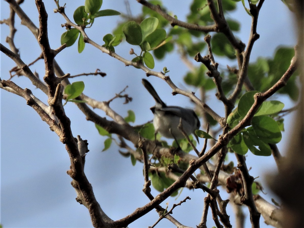 Tropical Gnatcatcher (plumbiceps/anteocularis) - Doug Kibbe