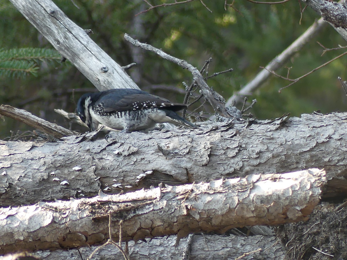 Black-backed Woodpecker - ML569537571