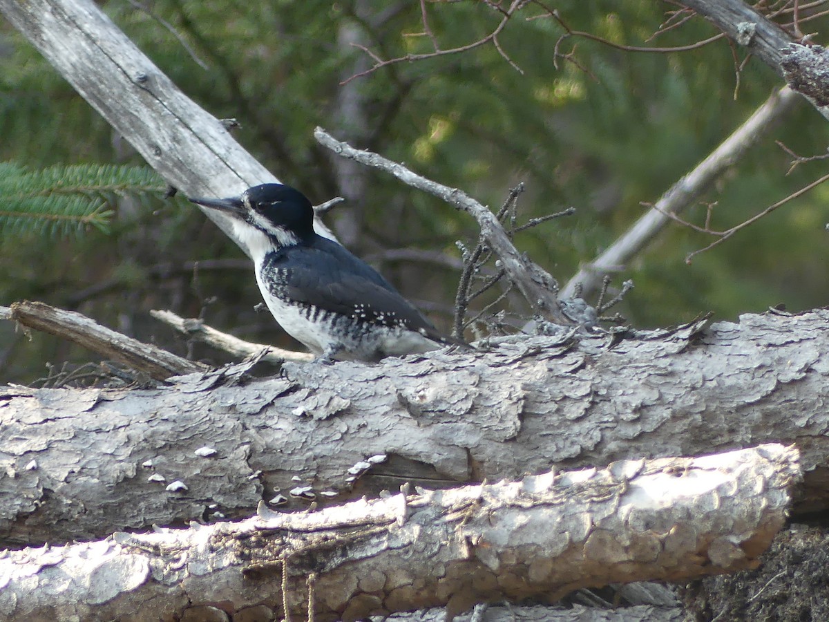Black-backed Woodpecker - ML569537621