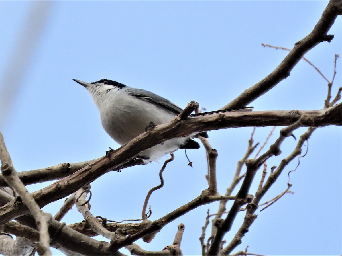 Tropical Gnatcatcher (plumbiceps/anteocularis) - ML569537671