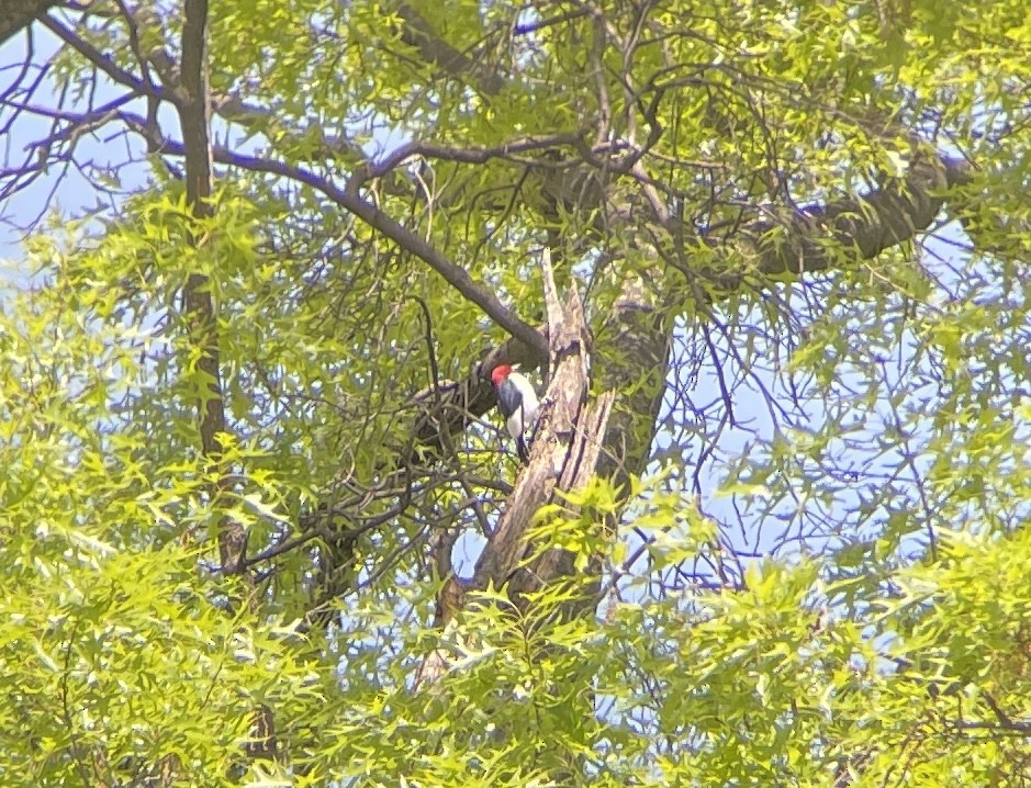 Red-headed Woodpecker - ML569538001