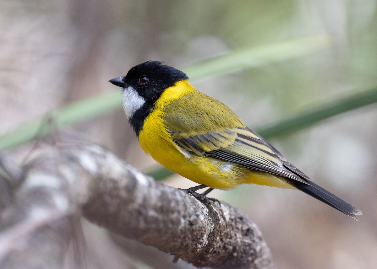 Golden Whistler (Eastern) - ML569539311