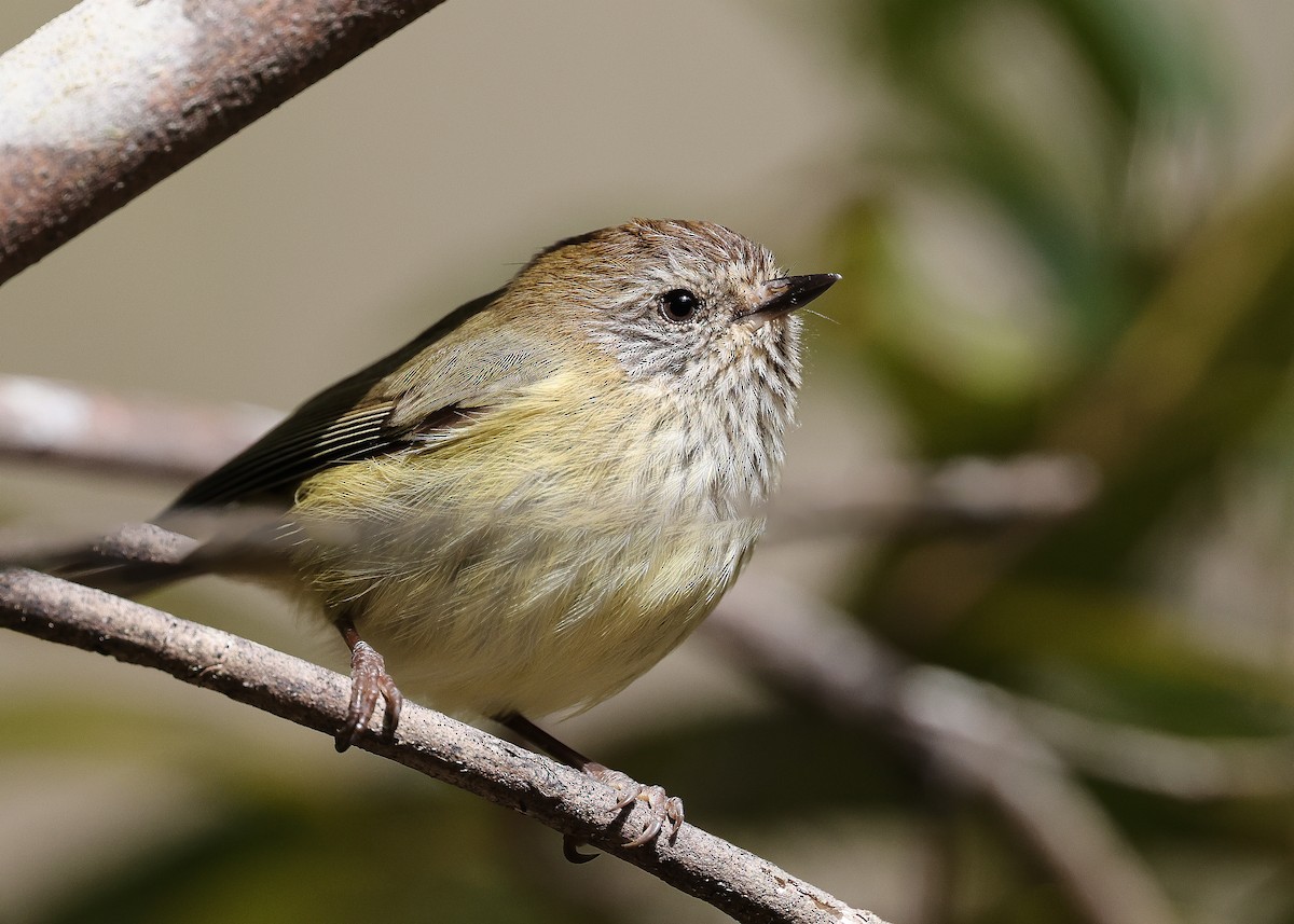 Striated Thornbill - ML569539701