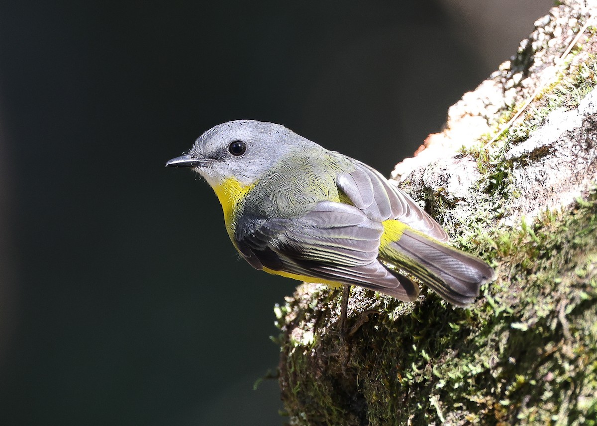 Eastern Yellow Robin - ML569539861