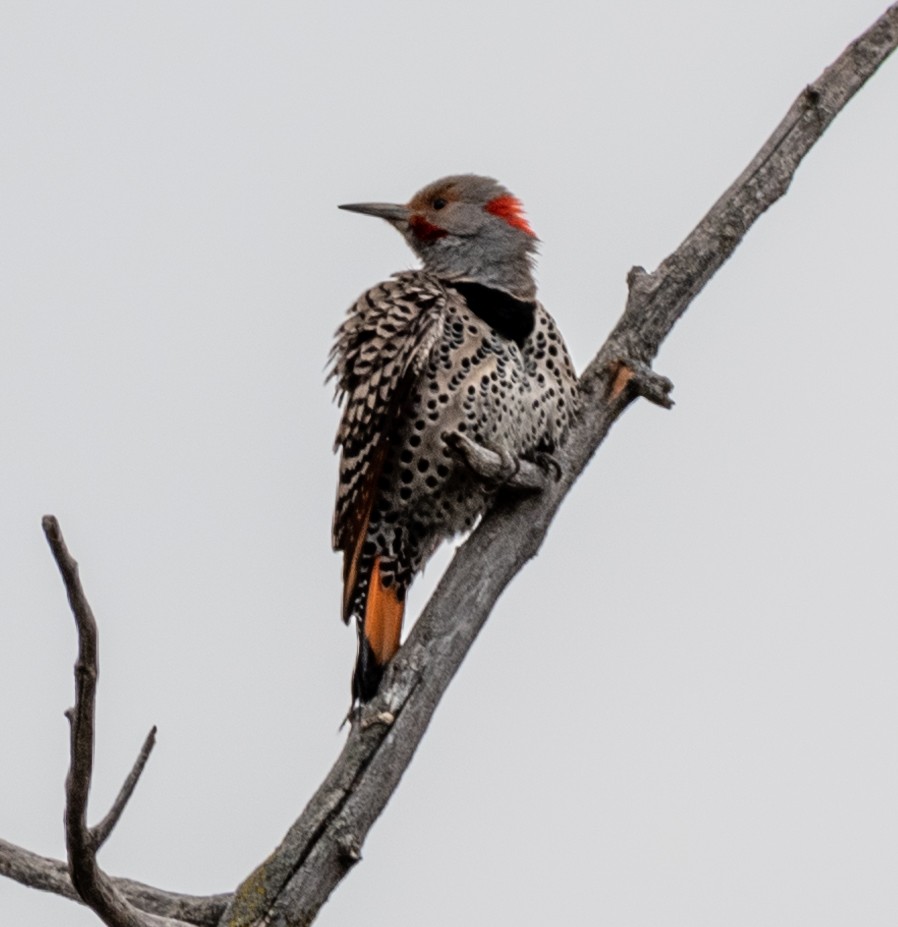 Carpintero Escapulario - ML569539931