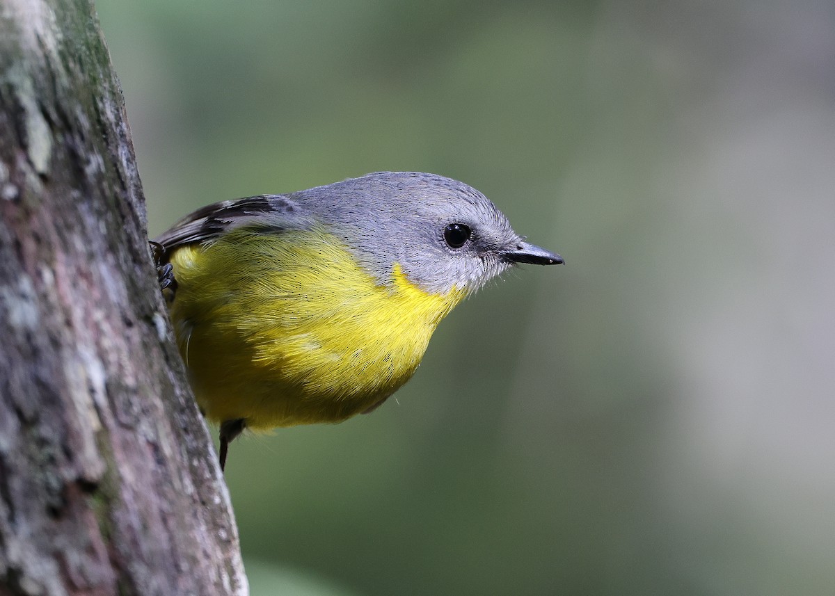Eastern Yellow Robin - ML569539941