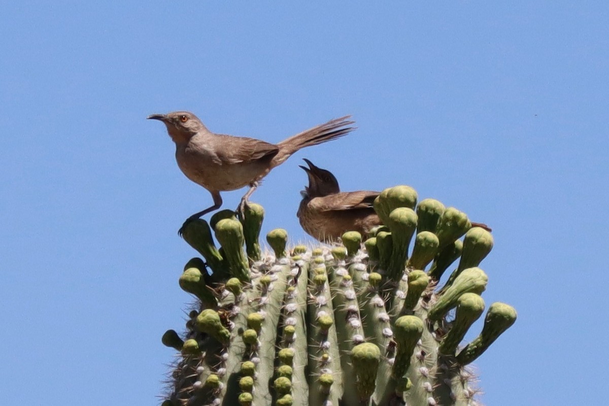 Curve-billed Thrasher - Cindy Ann Bowers