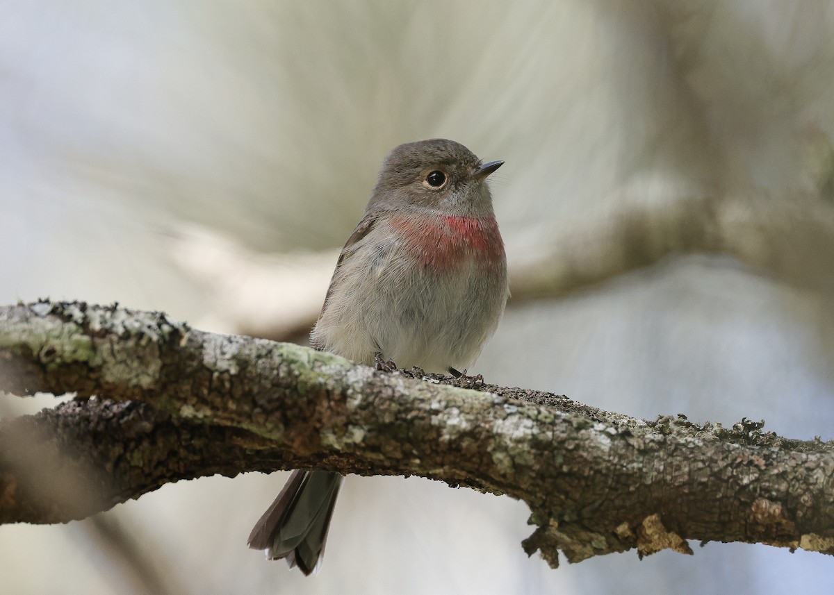 Rose Robin - ML569540191