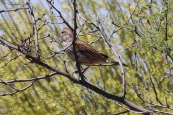 Rufous-winged Sparrow - Cindy Ann Bowers