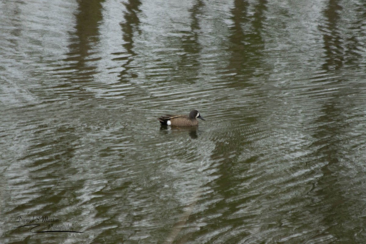 Blue-winged Teal - ML569540591