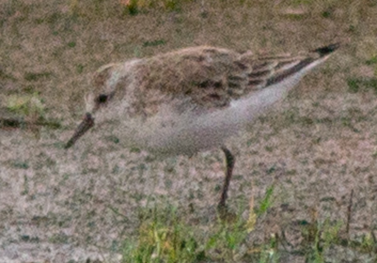 Semipalmated Sandpiper - ML569540891