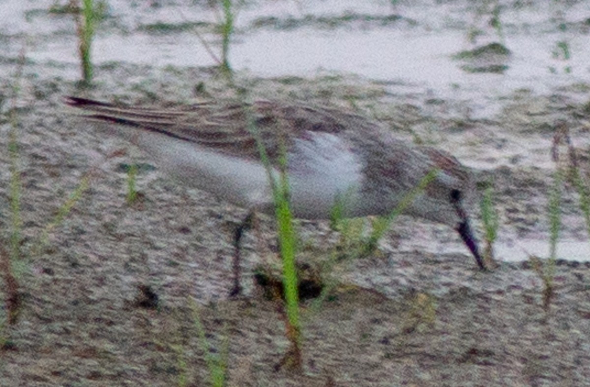 Semipalmated Sandpiper - ML569540901