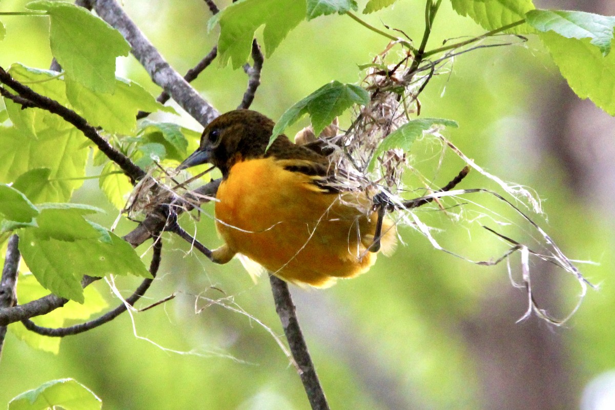 Baltimore Oriole - ML569541691