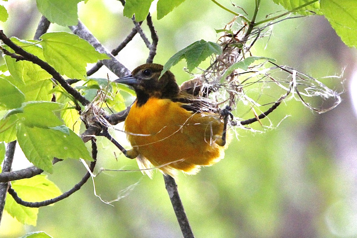 Baltimore Oriole - ML569541701