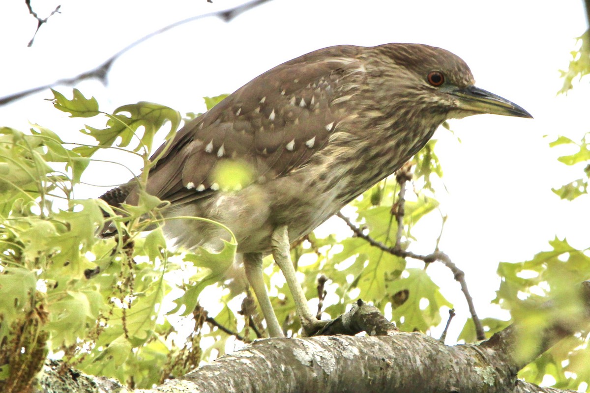 Black-crowned Night Heron - ML569541861