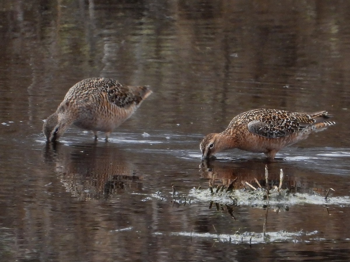 Short-billed Dowitcher (hendersoni) - Richard Klauke