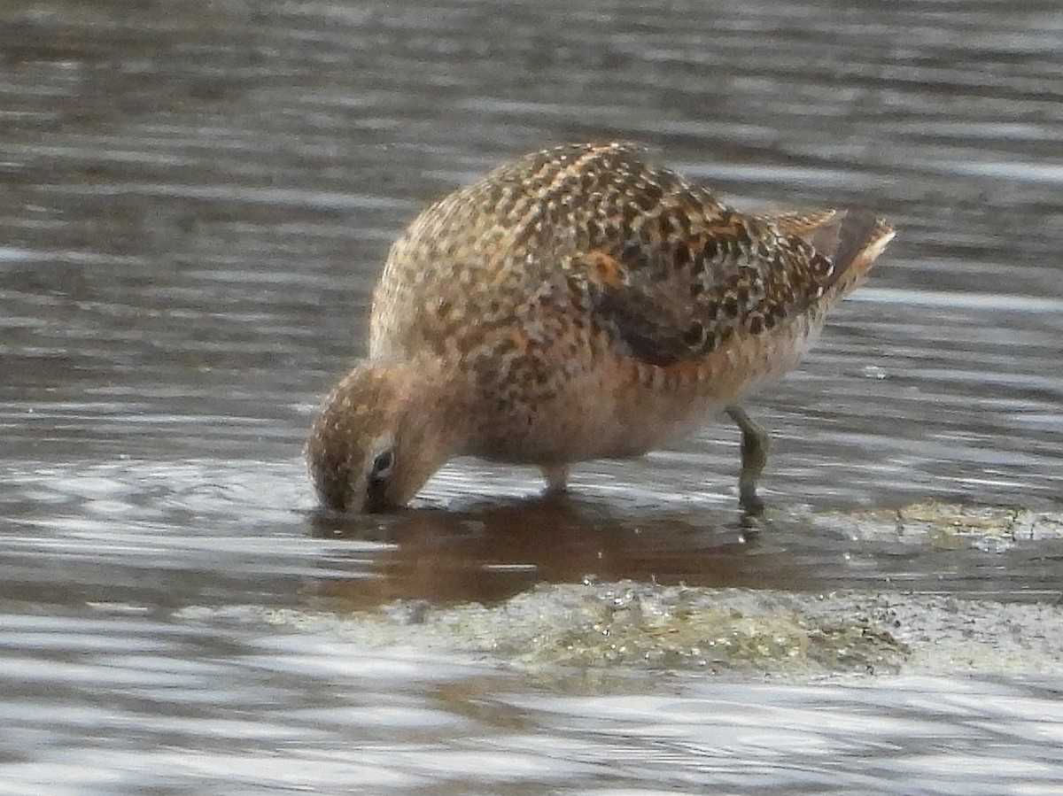 Short-billed Dowitcher (hendersoni) - ML569542201