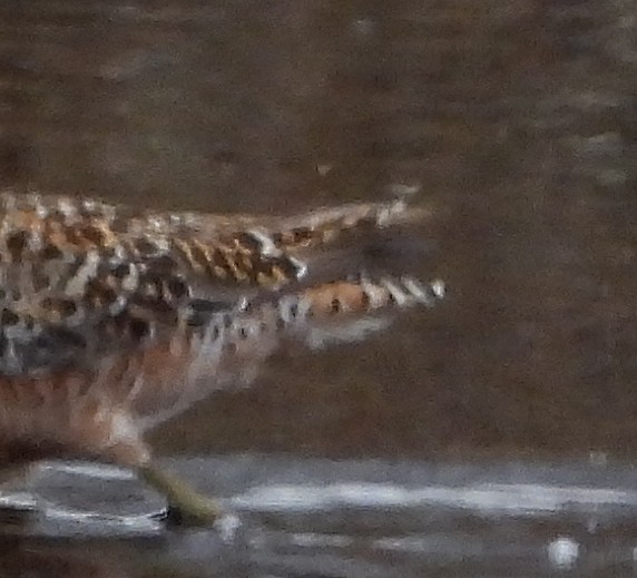 Short-billed Dowitcher (hendersoni) - ML569542661