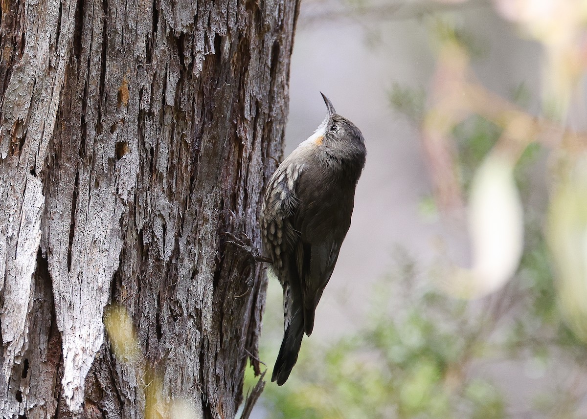 White-throated Treecreeper - ML569542941