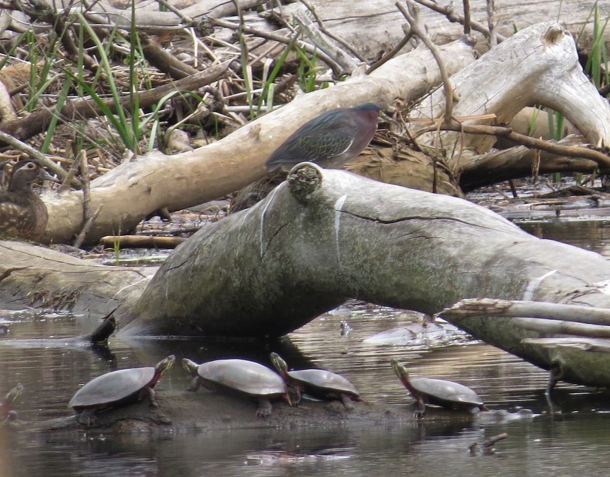 Green Heron - "Chia" Cory Chiappone ⚡️