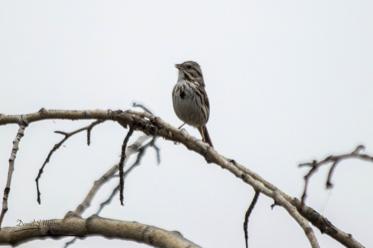 Song Sparrow - ML569543171