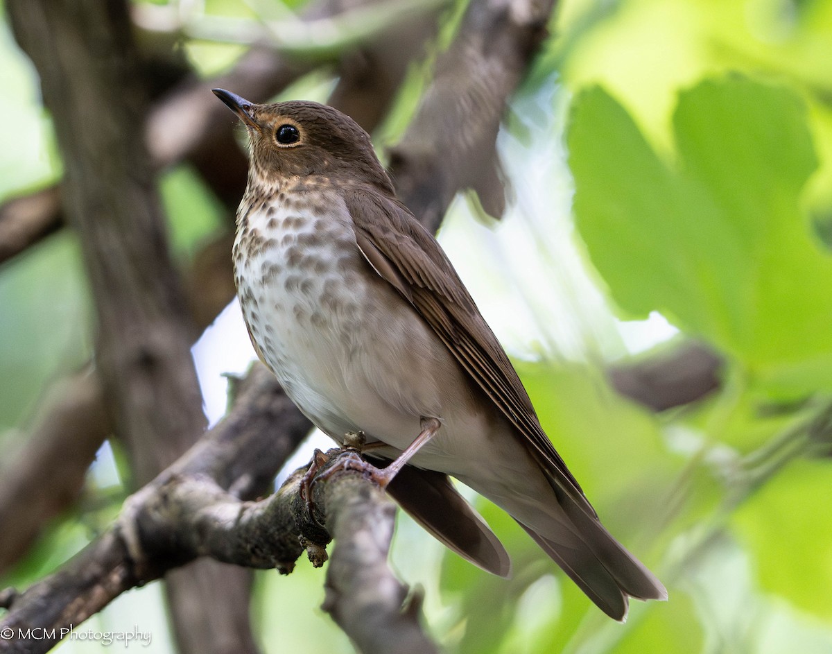Swainson's Thrush - Mary Catherine Miguez