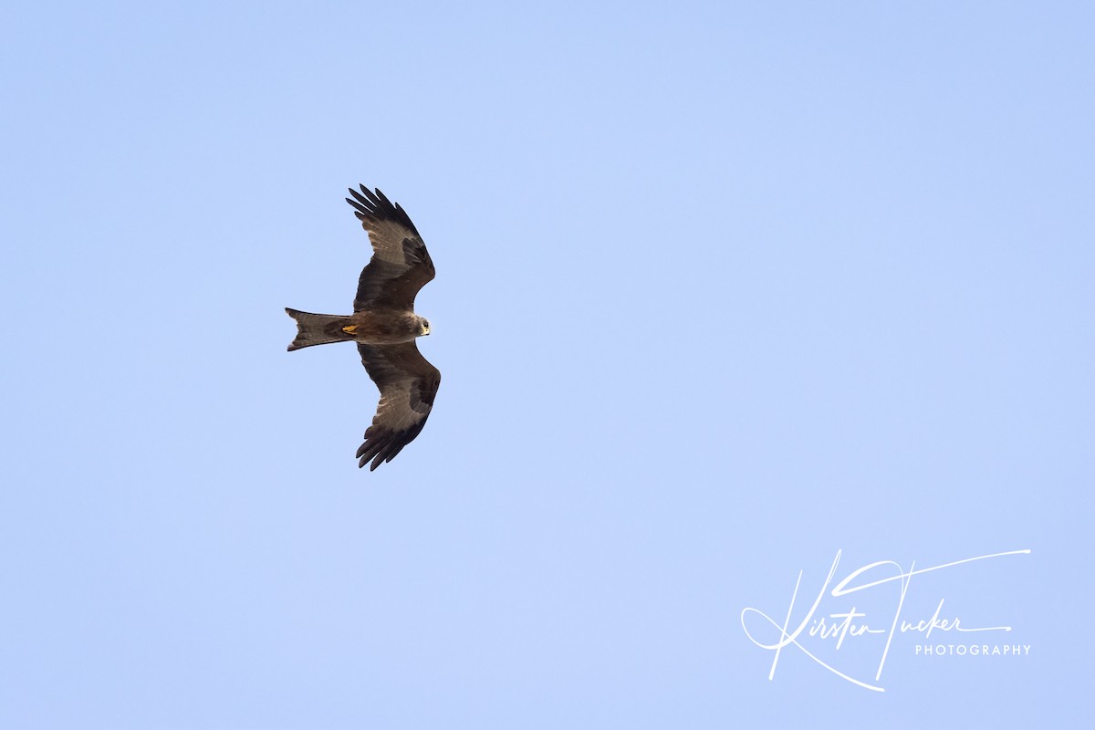 Black Kite (Yellow-billed) - ML569545481