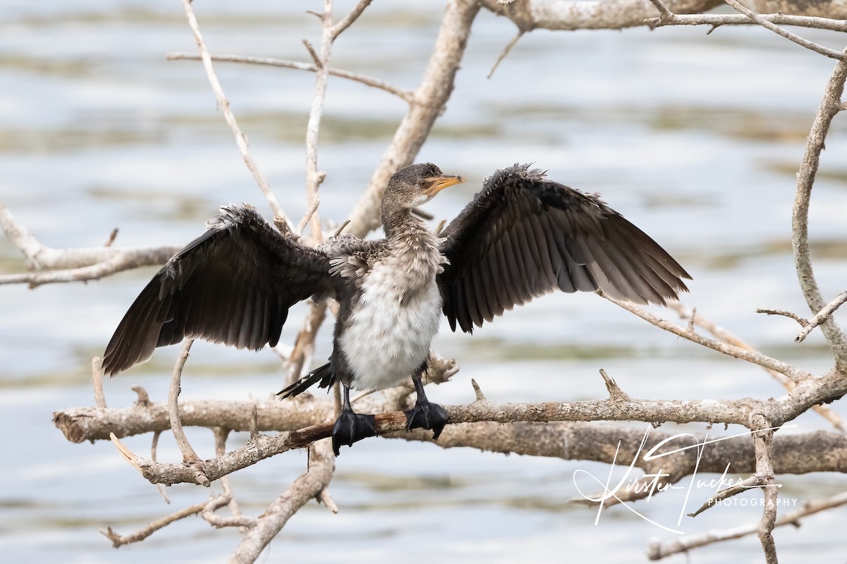 Long-tailed Cormorant - ML569545741