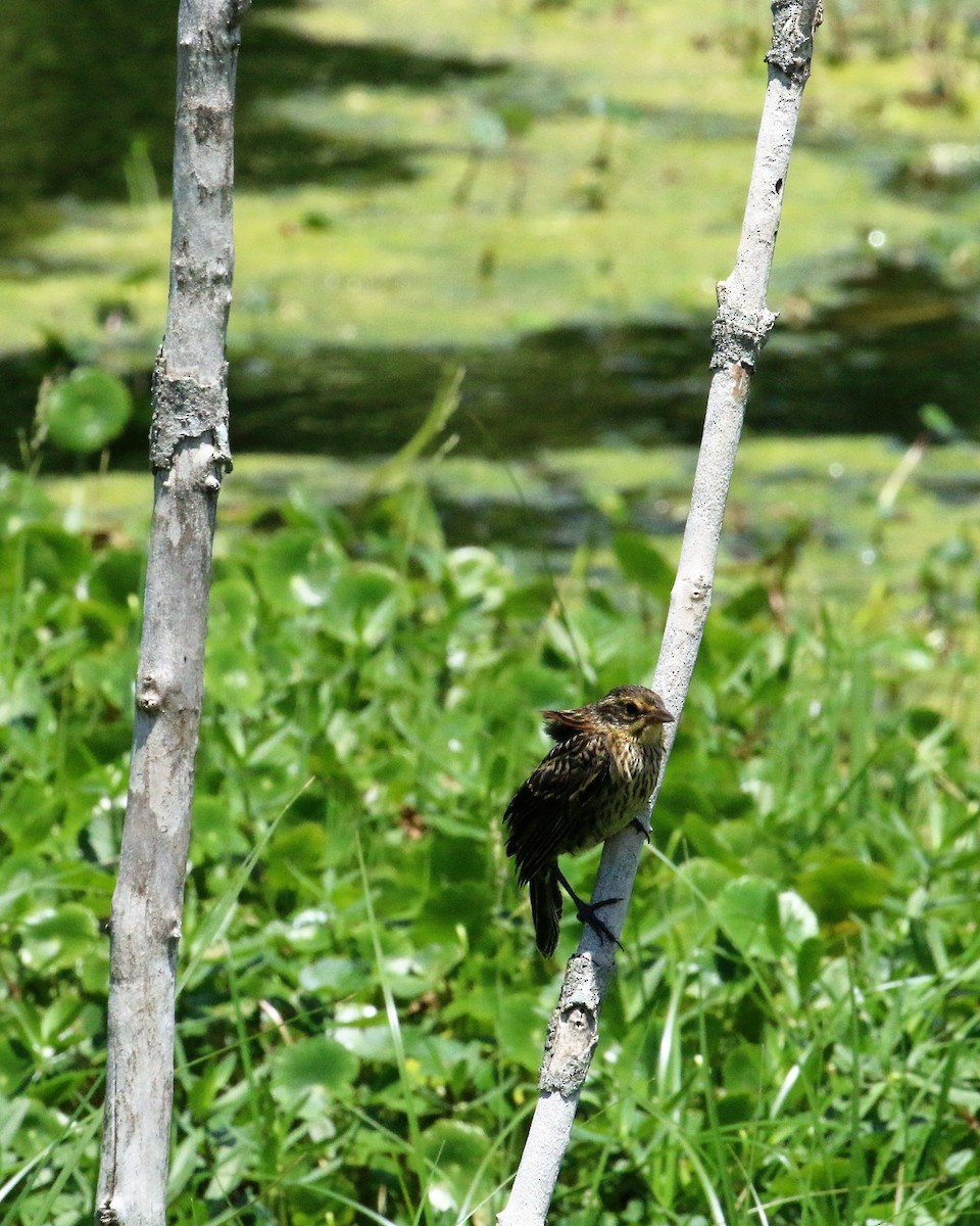 Red-winged Blackbird - Mary Harrell