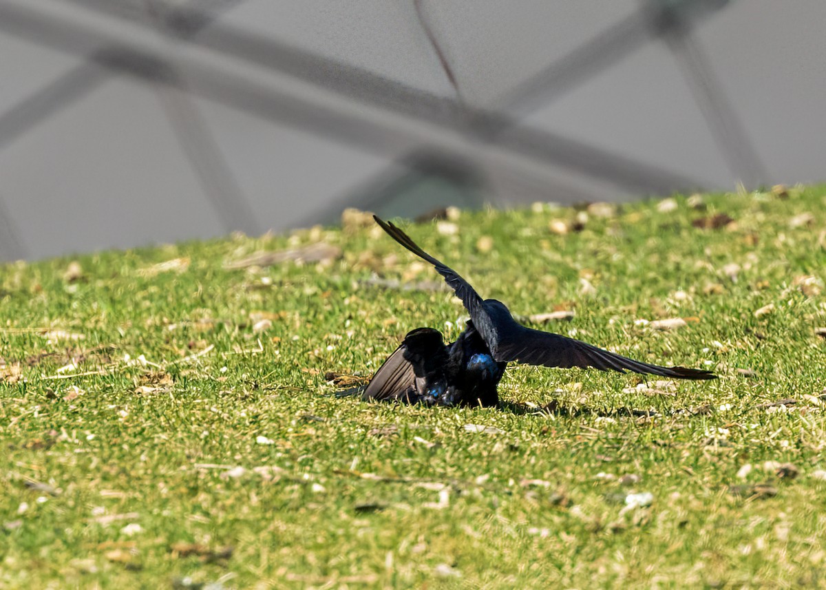 Golondrina Purpúrea - ML569547571