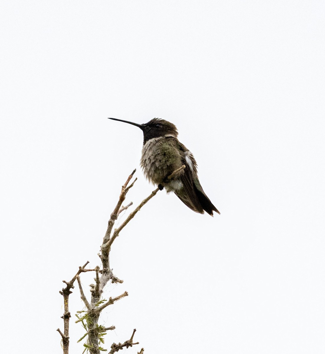 Black-chinned Hummingbird - ML569547631