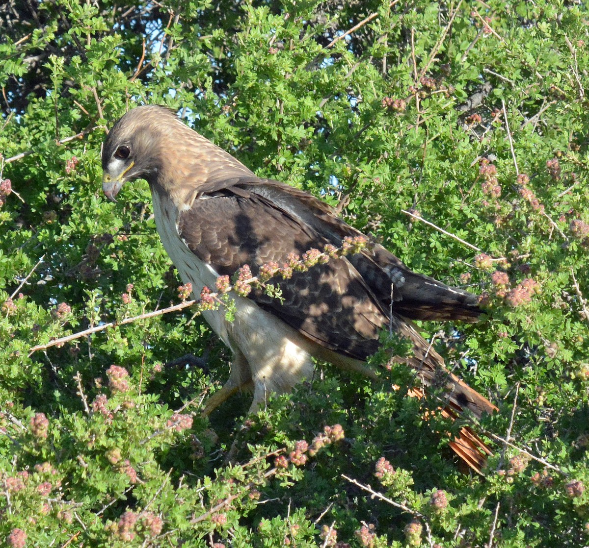 Red-tailed Hawk - Michael J Good