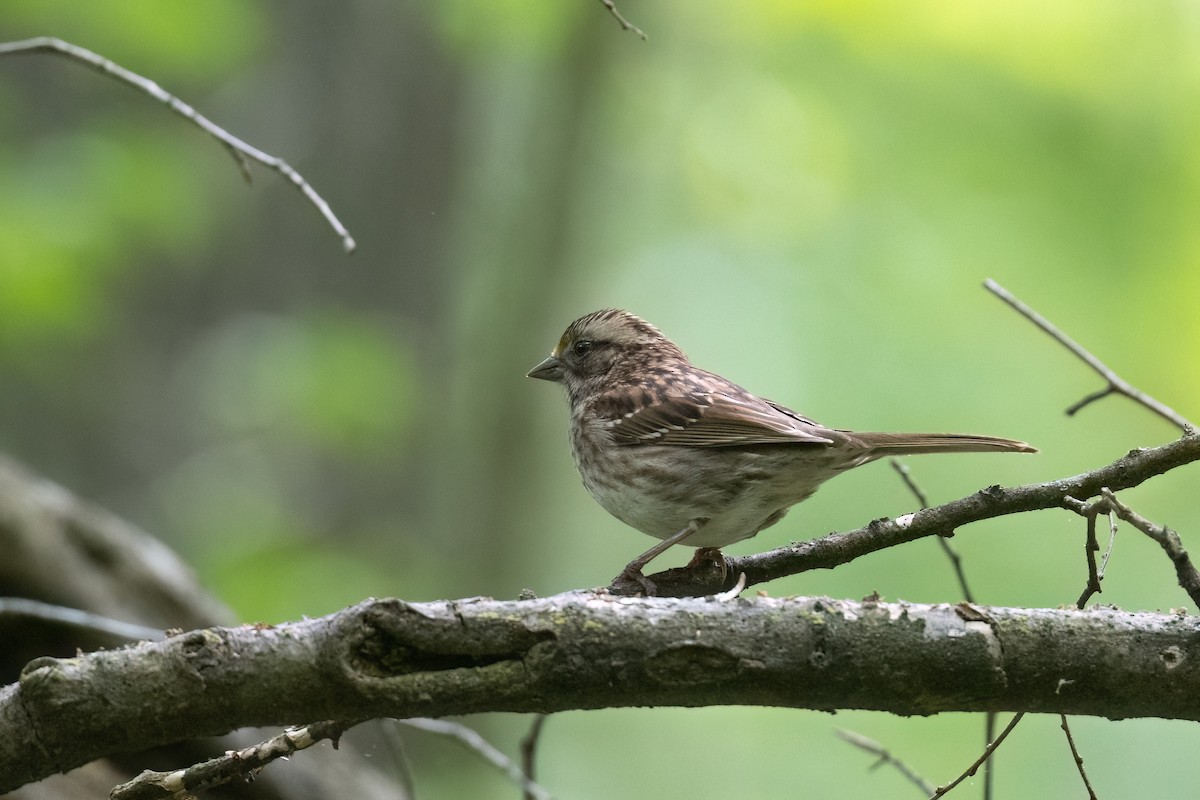 White-throated Sparrow - ML569549721