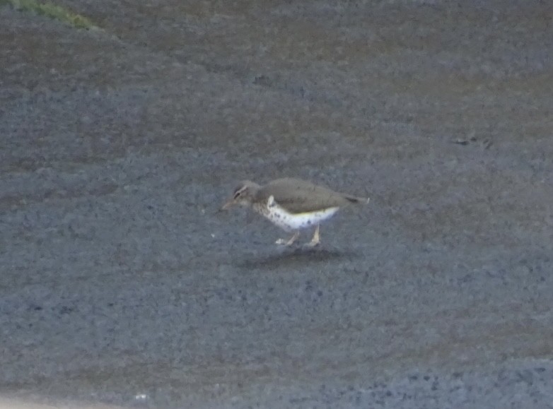 Spotted Sandpiper - ML569550881