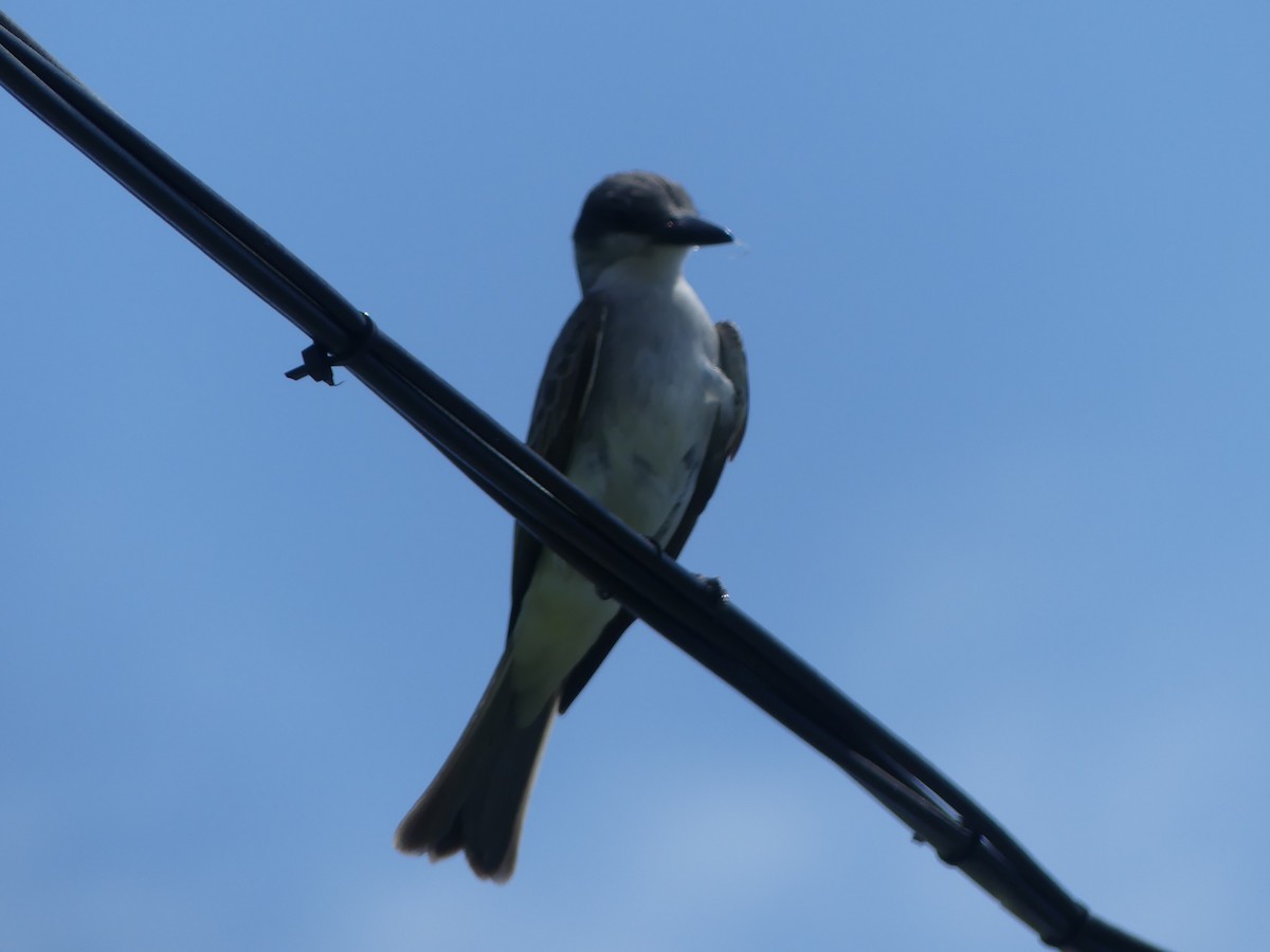 Gray Kingbird - ML569551121