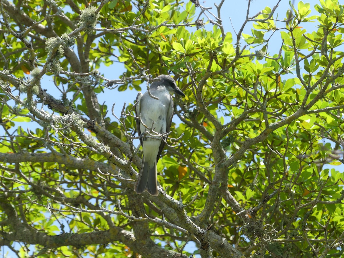 Gray Kingbird - ML569551361