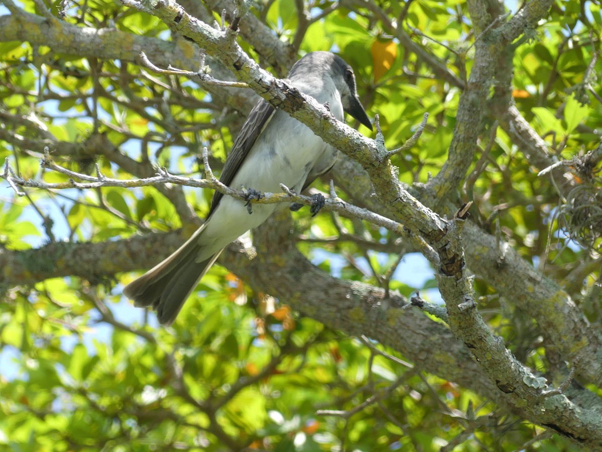 Gray Kingbird - ML569551501