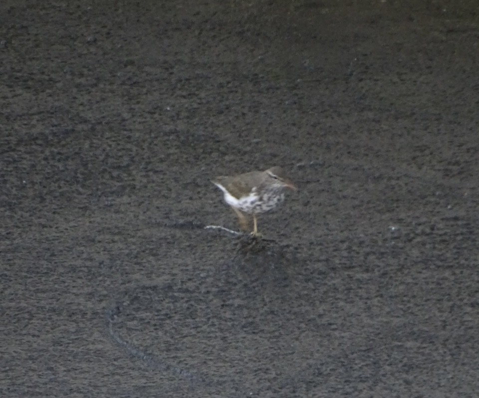 Spotted Sandpiper - ML569551651