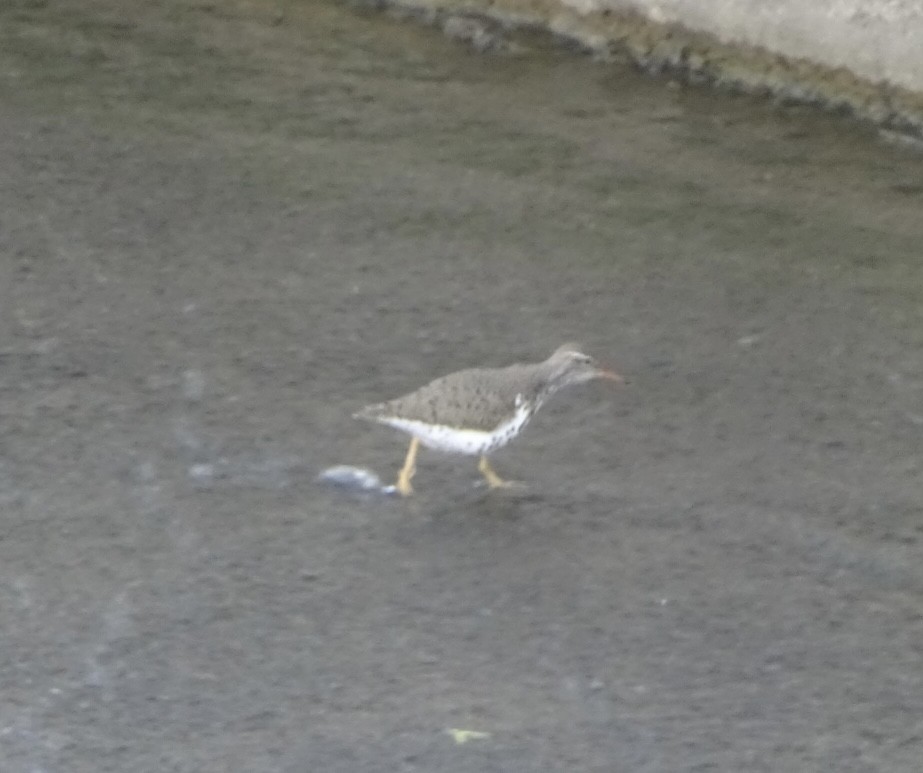 Spotted Sandpiper - ML569551661