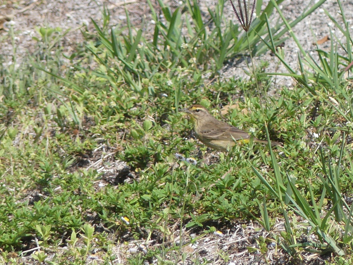 Palm Warbler - ML569552421