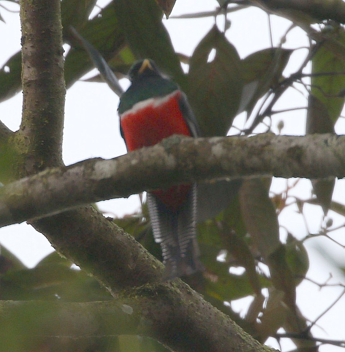 Collared Trogon - ML569552451