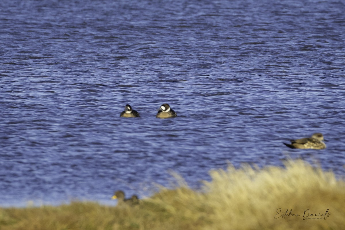 Spectacled Duck - ML569554131