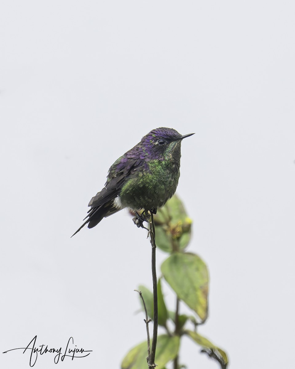 Purple-backed Thornbill - Anthony Lujan