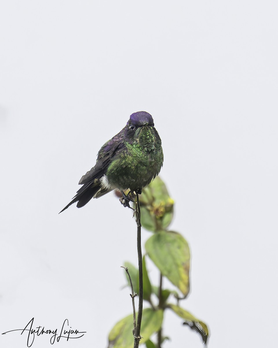 Purple-backed Thornbill - Anthony Lujan